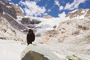 Chough: Alpine Chough / Yellow-billed Chough