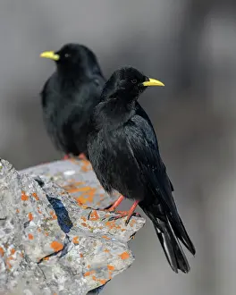 Corvid: Alpine choughs (Pyrrhocorax graculus), on a lichen-covered