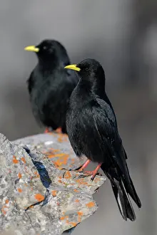 Corvid: Alpine choughs (Pyrrhocorax graculus), on a lichen-covered