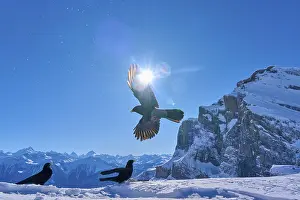 Corvid: Alpine choughs (Pyrrhocorax graculus)