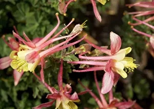 Formosa: Alpine Columbine, at about 11, 000 ft. Introgressive