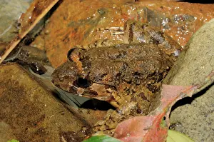 Quang: Alpine cricket frog, Vietnam