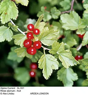 Ake Lindau: Alpine CURRANT