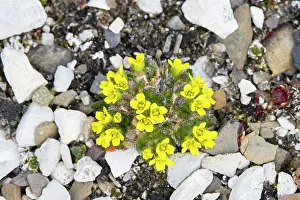 Herbaceous: Alpine Draba