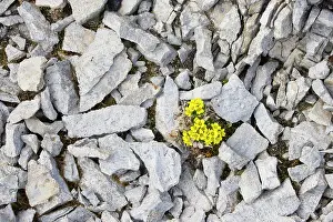 Herbaceous: Alpine Draba