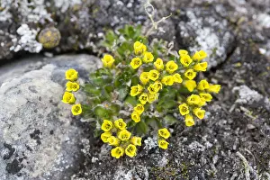060418: Alpine Draba - flowering - Svalbard, Norway