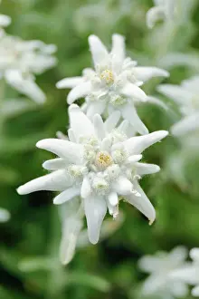 Edelweiss: Alpine Edelweiss (Leontopodium alpinum), Switzerland