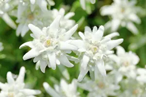 Edelweiss: Alpine Edelweiss (Leontopodium alpinum), Switzerland