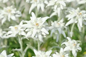 Edelweiss: Alpine Edelweiss (Leontopodium alpinum), Switzerland