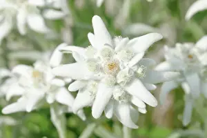 Edelweiss: Alpine Edelweiss (Leontopodium alpinum), Switzerland