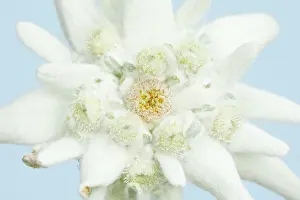 Edelweiss: Alpine Edelweiss (Leontopodium alpinum), Switzerland