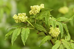 Sambucus: Alpine elder or Red-berried Elder - in flower