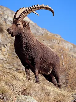 Steinbock: Alpine / European Ibex / Steinbock - buck in Autumn