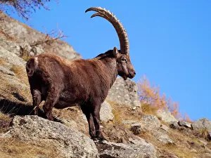 Steinbock: Alpine / European Ibex / Steinbock - buck in Autumn