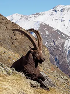 Steinbock: Alpine / European Ibex / Steinbock - buck in Autumn
