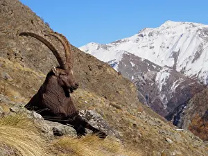 Steinbock: Alpine / European Ibex / Steinbock - buck in Autumn