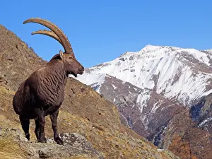 Steinbock: Alpine / European Ibex / Steinbock - buck in Autumn
