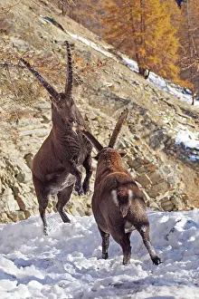 Steinbock: Alpine / European Ibex / Steinbock - buck fighting