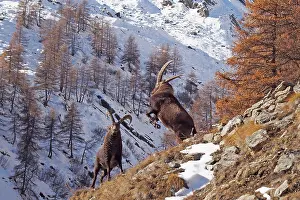 Steinbock: Alpine / European Ibex / Steinbock - buck fighting