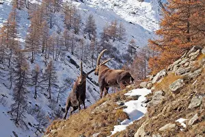 Steinbock: Alpine / European Ibex / Steinbock - buck fighting