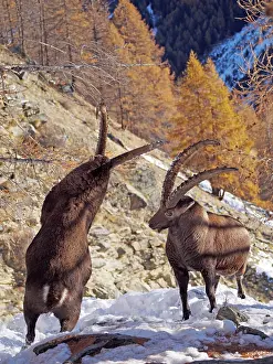 Steinbock: Alpine / European Ibex / Steinbock - buck fighting in Autumn