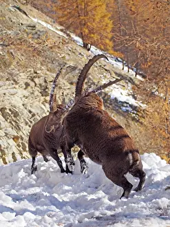 Steinbock: Alpine / European Ibex / Steinbock - buck fighting in Autumn