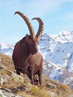 Steinbock: Alpine / European Ibex / Steinbock - buck in winter