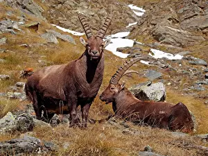 Steinbock: Alpine / European Ibex / Steinbock - bucks in winter