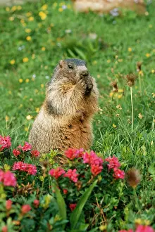 Rhododendrons: Alpine / European MARMOT - eating, by rhododendrons