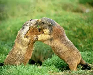 Wrestling: ALPINE / EUROPEAN MARMOT - x two