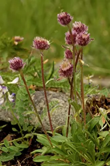 Fleabanes: Alpine fleabane