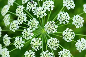 Haute: Alpine Flora, Col de la Cayolle, Ubaye Valley, Alpes