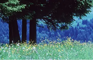 David C Dixon: ALPINE FLOWERS - Buttercups in high meadow