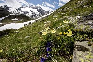 Bernina: Alpine flowers - high above the Bernina Pass -