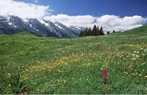 David C Dixon: ALPINE FLOWERS - high meadow