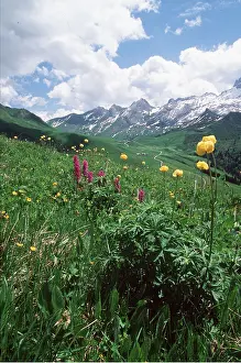 David C Dixon: ALPINE FLOWERS - in meadow including Globe Flowers