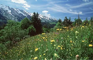 David C Dixon: ALPINE FLOWERS - Spring flowers on high meadow