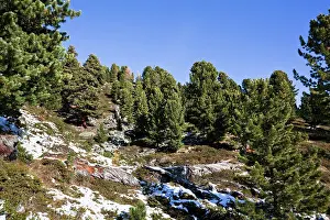 Parco: Alpine forest of Swiss Pine (Arve, Pinus