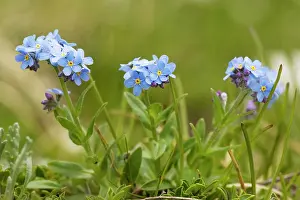 Myosotis: Alpine forget-me-not - in flower. Very rare in UK