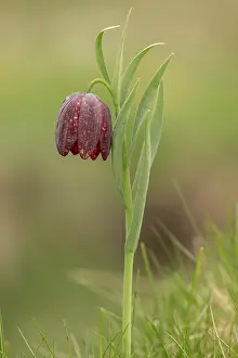 Fritillaria: An alpine Fritillary, Fritillaria tubiformis in
