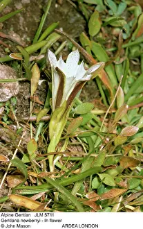 Gentiana: Alpine Gentian