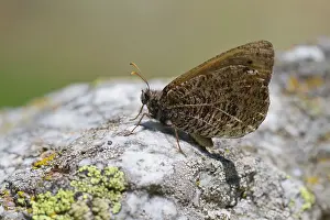 Grayling: Alpine Grayling