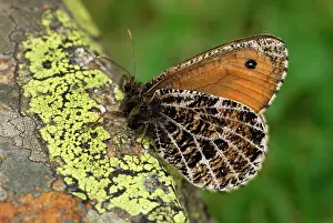Grayling: Alpine Grayling Butterfly