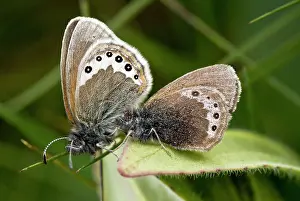 Coenonympha: Alpine Heath butterfly - mating pair - in Swiss Alps