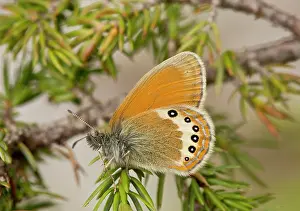 Juniper: Alpine Heath Butterfly settled on Juniper Dolomites, Italy