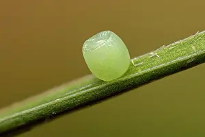 Butte: Alpine Heath (Coenonympha gardetta) egg of butte