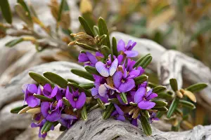 Grows: Alpine Hovea - an blooming alpine hovea grows between