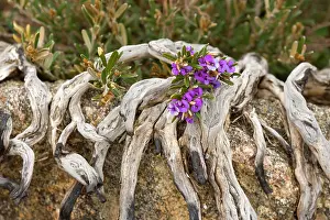 Grows: Alpine Hovea - an blooming alpine hovea grows between