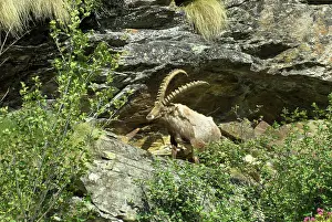 Ibexes: Alpine Ibex