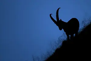 Pilatus: Alpine Ibex